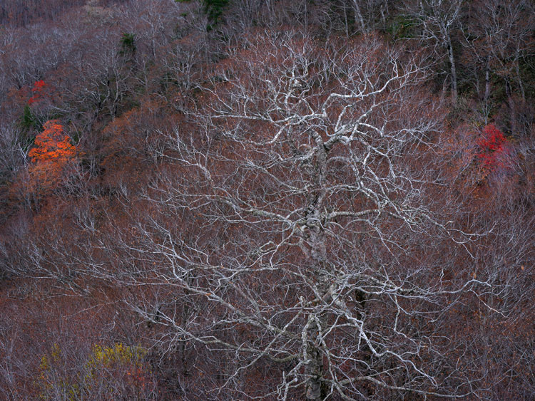 _IMG4212b.jpg