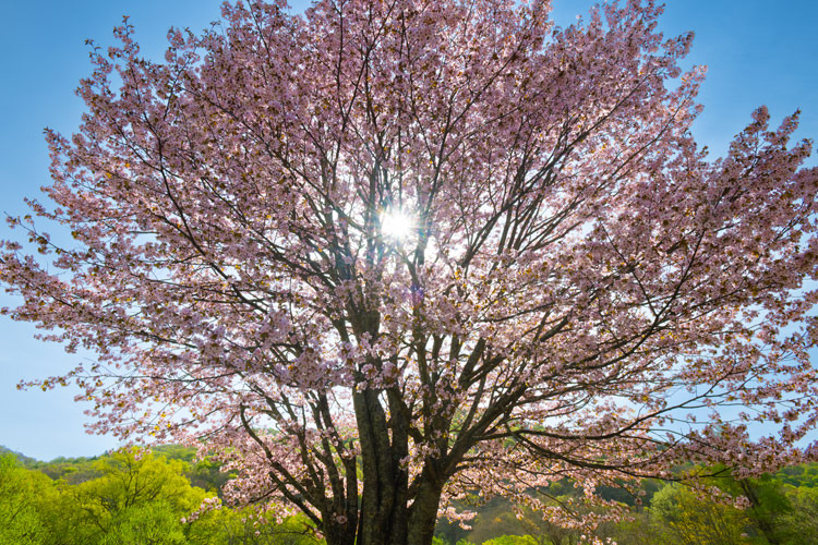 _DSC3603b.jpg