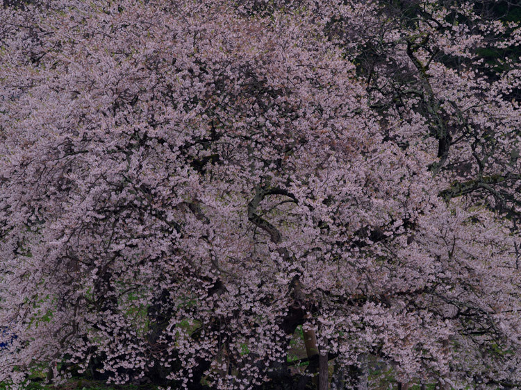 _IGP7786.jpg