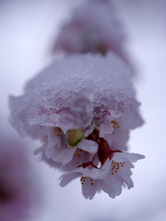 _IMG2818b.jpg