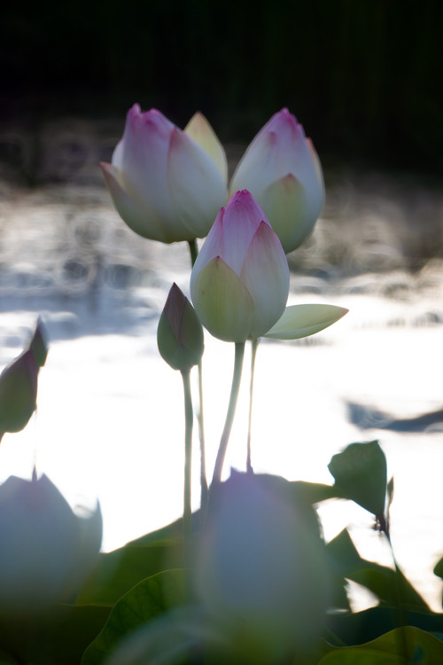 _DSC7458b.jpg