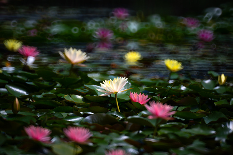 _DSC8001b.jpg