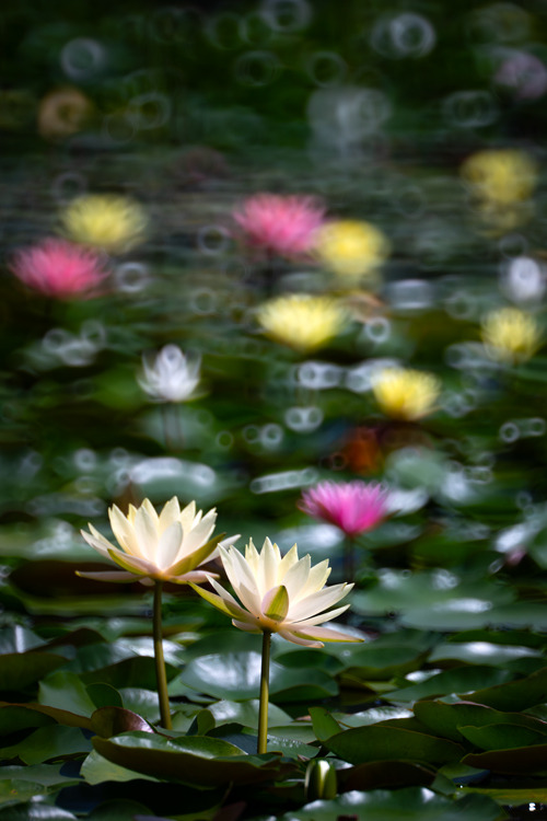 _DSC8100b.jpg