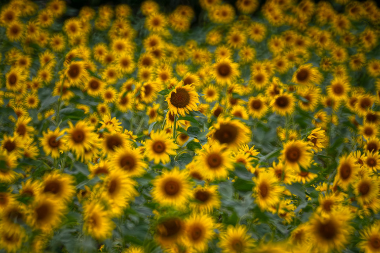 _DSC8208b.jpg