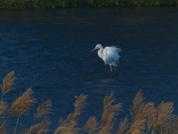 egret-u.jpg