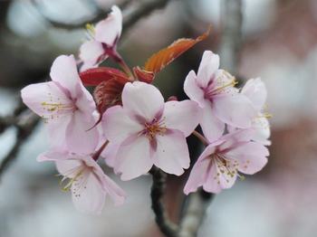 koshu-no-sakura2.jpg