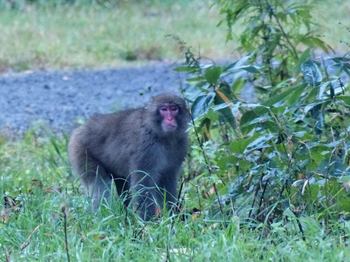 monkey-u.jpg