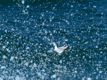 sea-gull.jpg