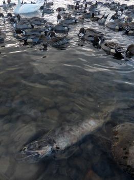 the body of a salmon-u.jpg