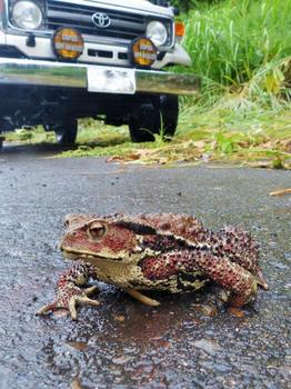 toad-u.jpg