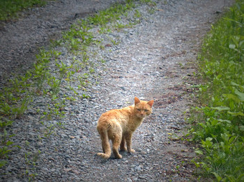 wildcat2.jpg